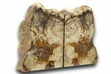 Tall, Colorful Petrified Wood Bookends - Adventitious Roots! #271392-1